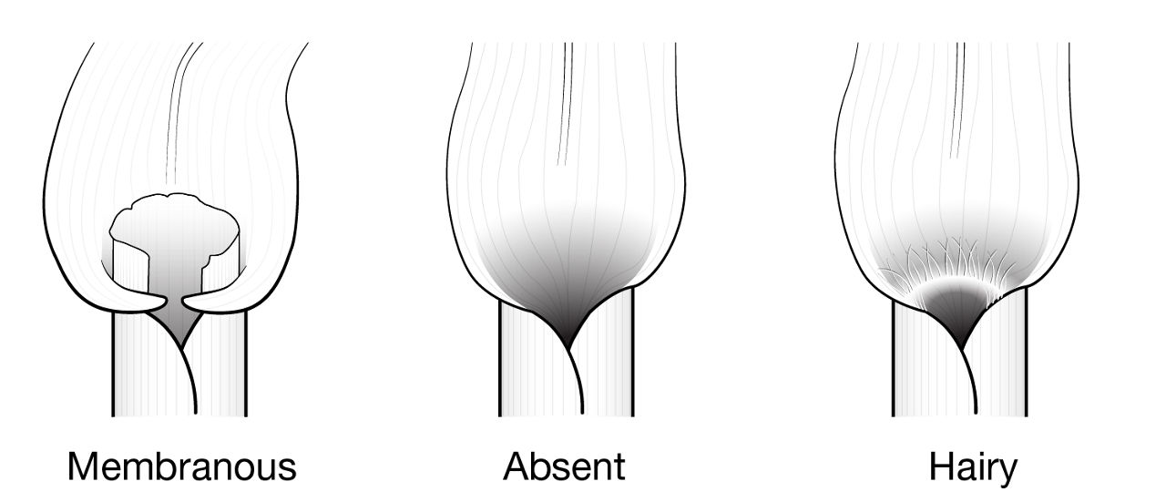 Figure 2. Grass ligule types.