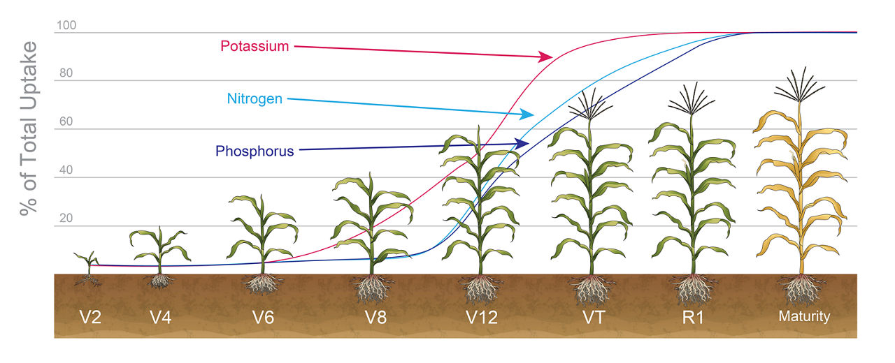 Uptake of nitrogen, phosphorus, and potassium by corn