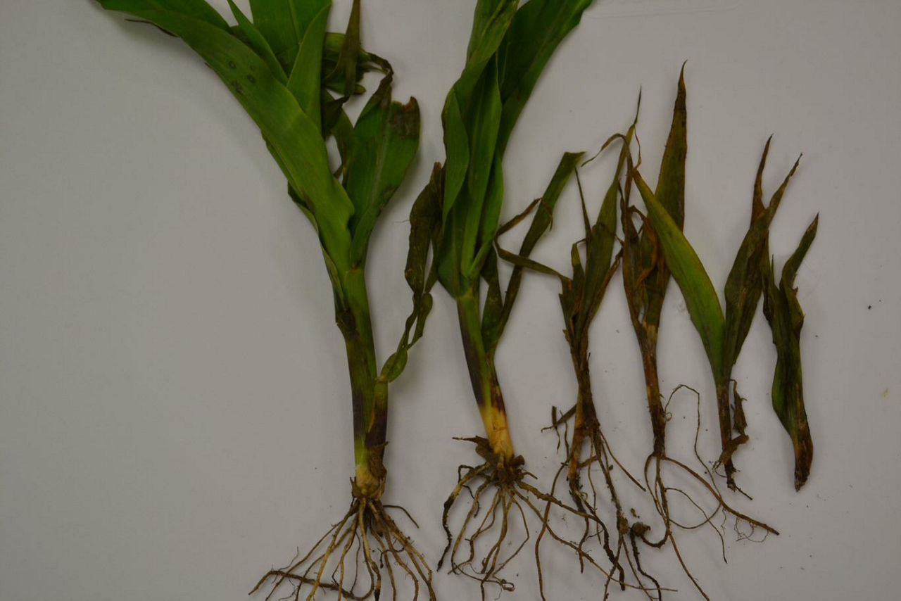 Pythuim - Corn Different Growth