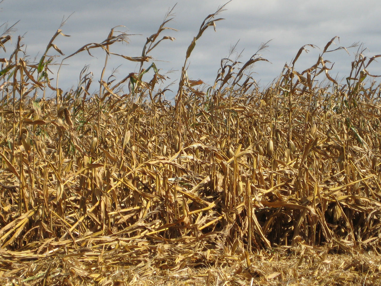 Figure 1. Corn stalk lodging in the fall due to cannibalization and stalk rots. 