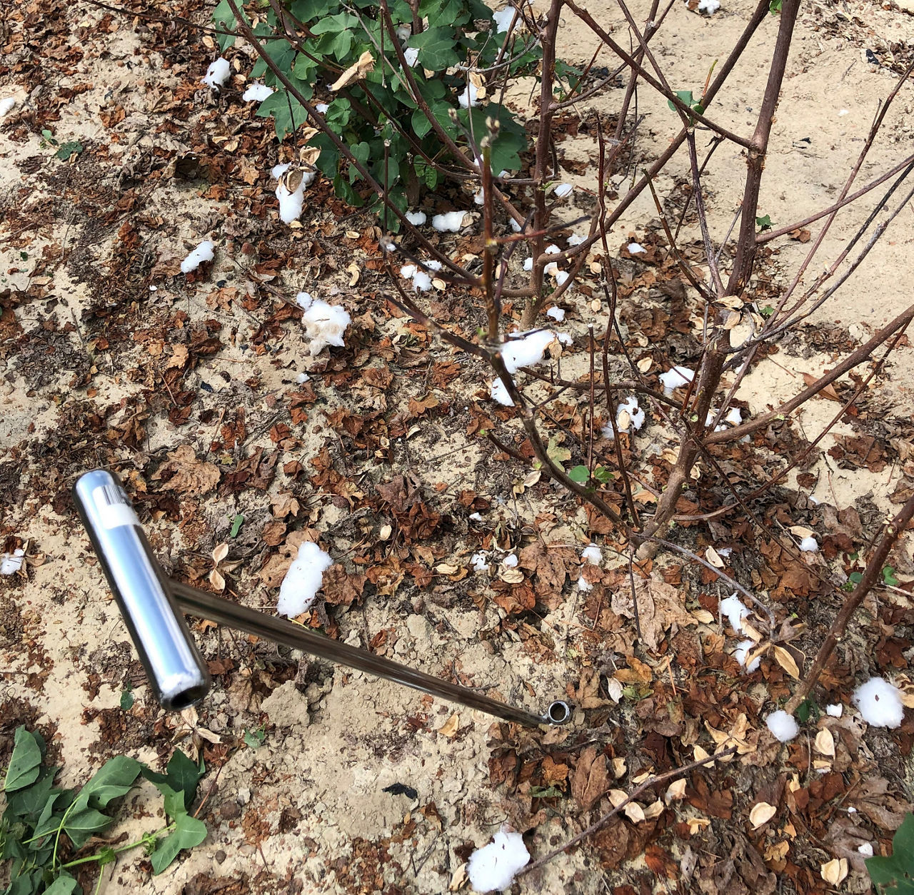 Figure 1. Soil probe position when sampling for nematodes.