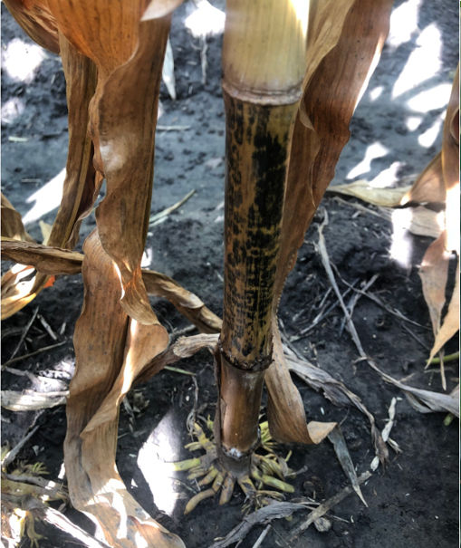 Anthracnose Stalk Rot