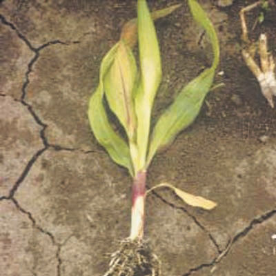 Corn injury from carryover of chlorimuron. Corn injury typically shows up as reduced root systems, often described as “bottle-brush” roots.  Roots often grow flat or parallel to the soil surface and may turn brown.  Stems and midribs can purple, and the stem will be short and thick below the whorl.  Mid– to late-season symptoms include short internodes, malformed leaves, poor root systems, and pinched ears. 