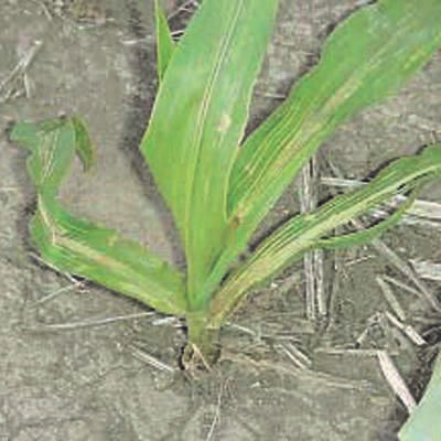 Corn injury from carryover of fomesafen. The primary symptom is striped leaves due to chlorotic or necrotic veins on the leaves.  