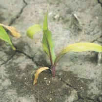 Corn injury from carryover of trifluralin. Seedling roots are pruned and clubbed.  Stunting and purplish discoloration may occur above ground. 