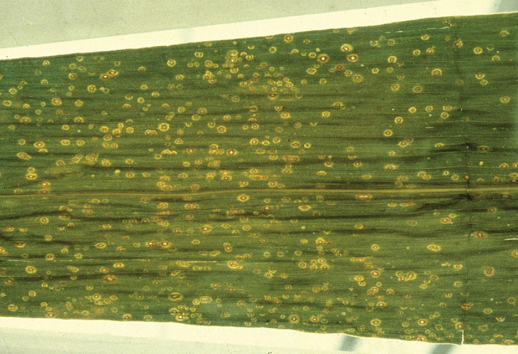 Curvularia leaf spot with characteristic yellowish lesions with a brown outer ring. Image Courtesy of CIMMYT. 
