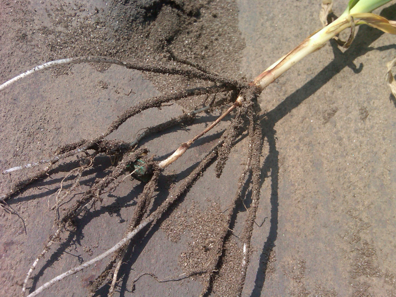 Fusarium-infected corn roots. Note discoloration on the mesocotyl