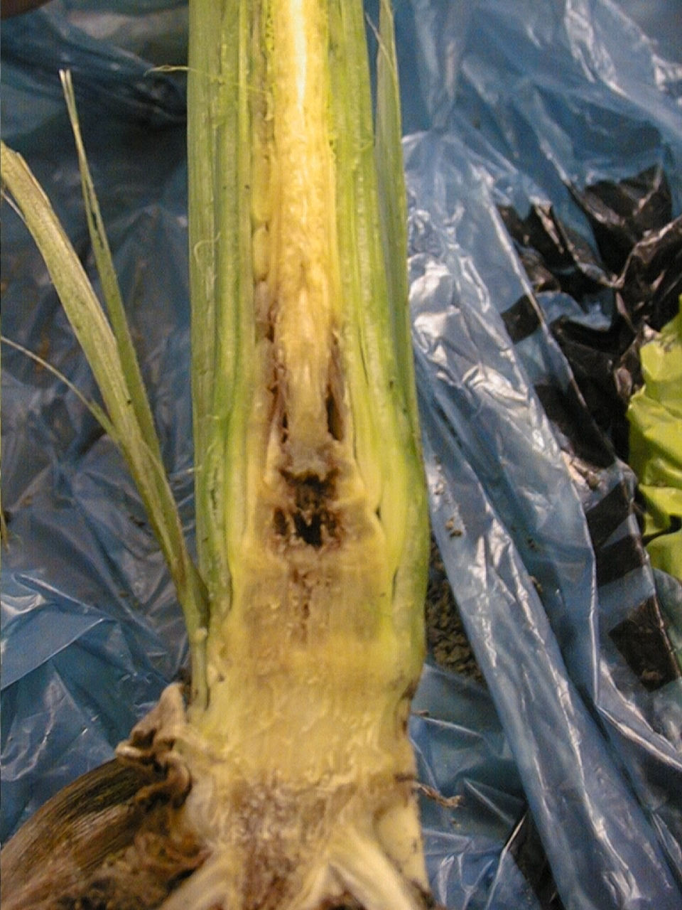 Cavity in lower stalk resulting from Stewart's bacterial wilt