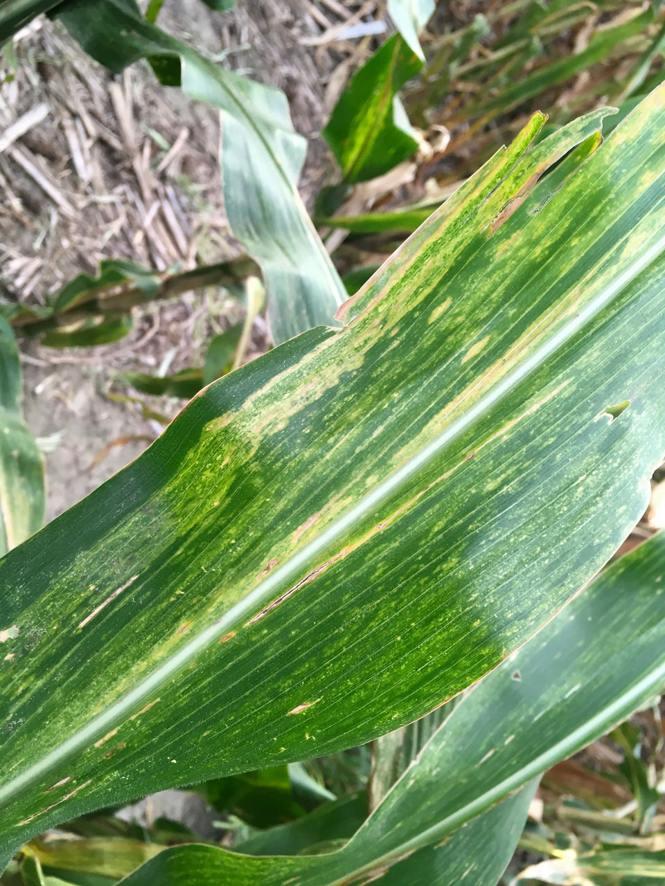 Maize chlorotic mottle virus lesions