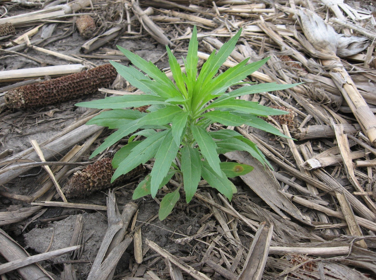 Horseweed growth in an Illinois field during March around the beginning of spring. It is best to control the weed with an early burndown herbicide application.  