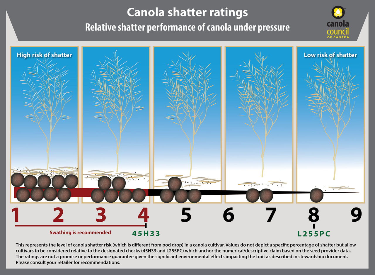 This chart is showing relative pod shatter performance of different canola hybrids under pressure