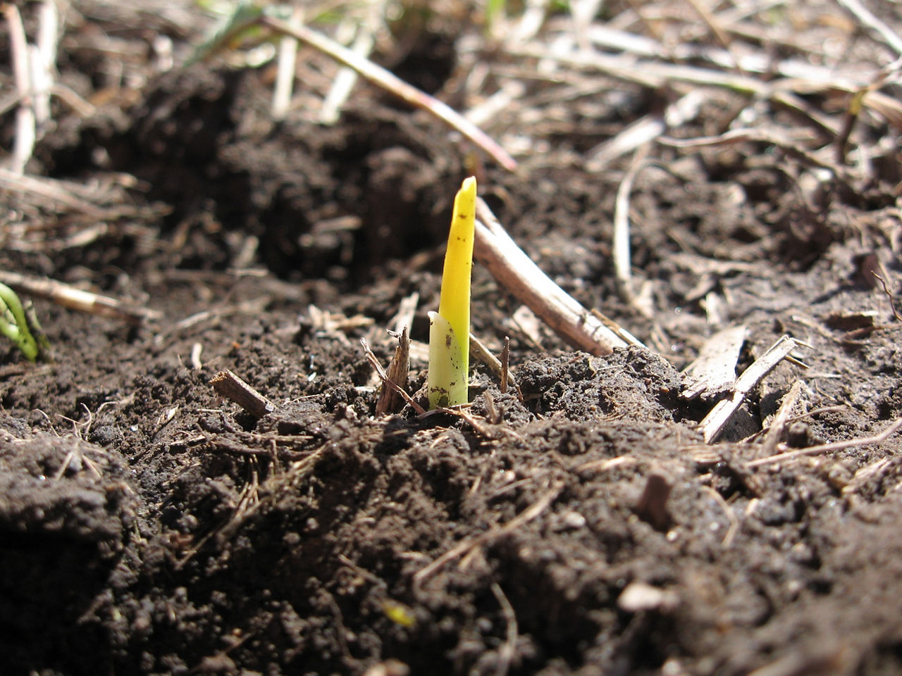 Figure 1. Seedling mesocotyl has pushed through the soil surface.