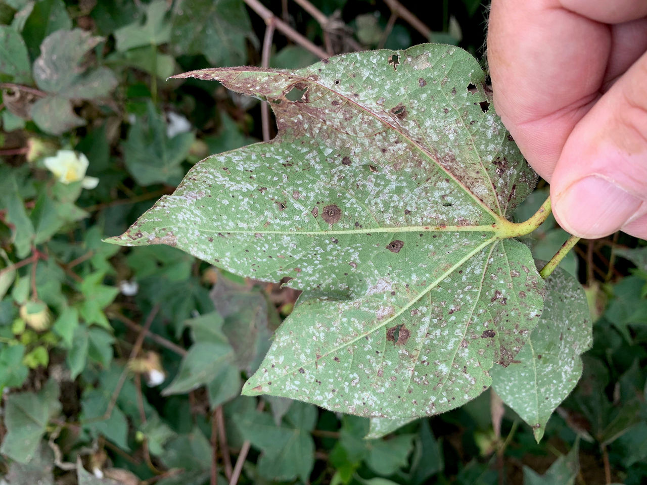 White, powdery growth from areolate mildew on the bottom of a cotton leaf. 
