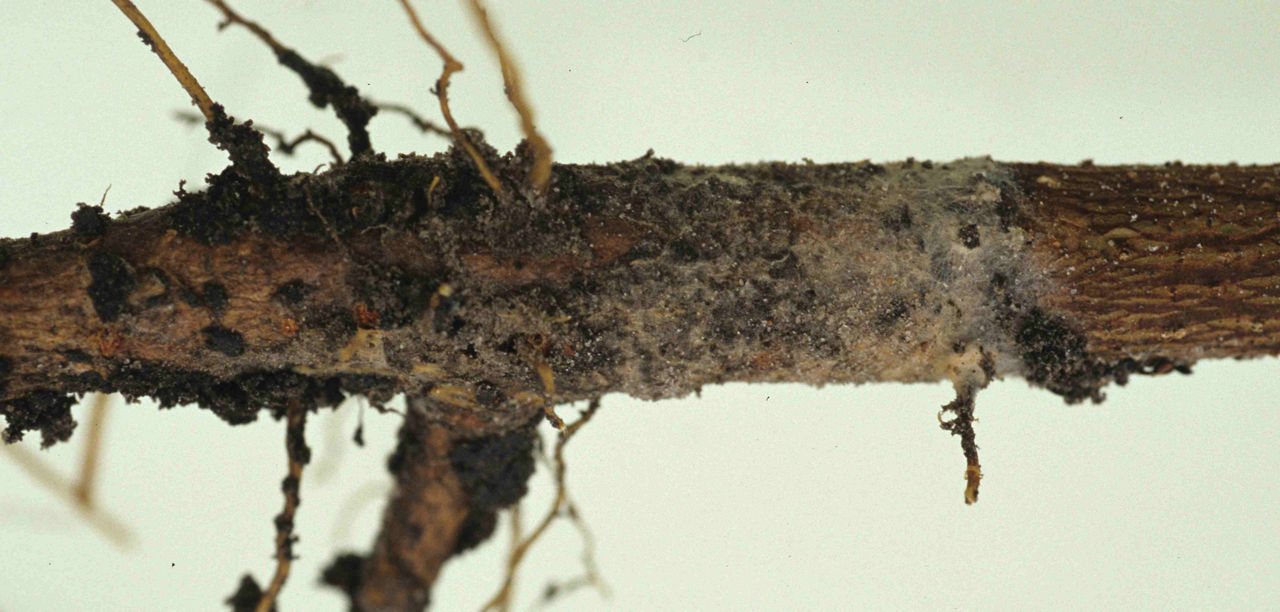 Cotton root infected with root rot.