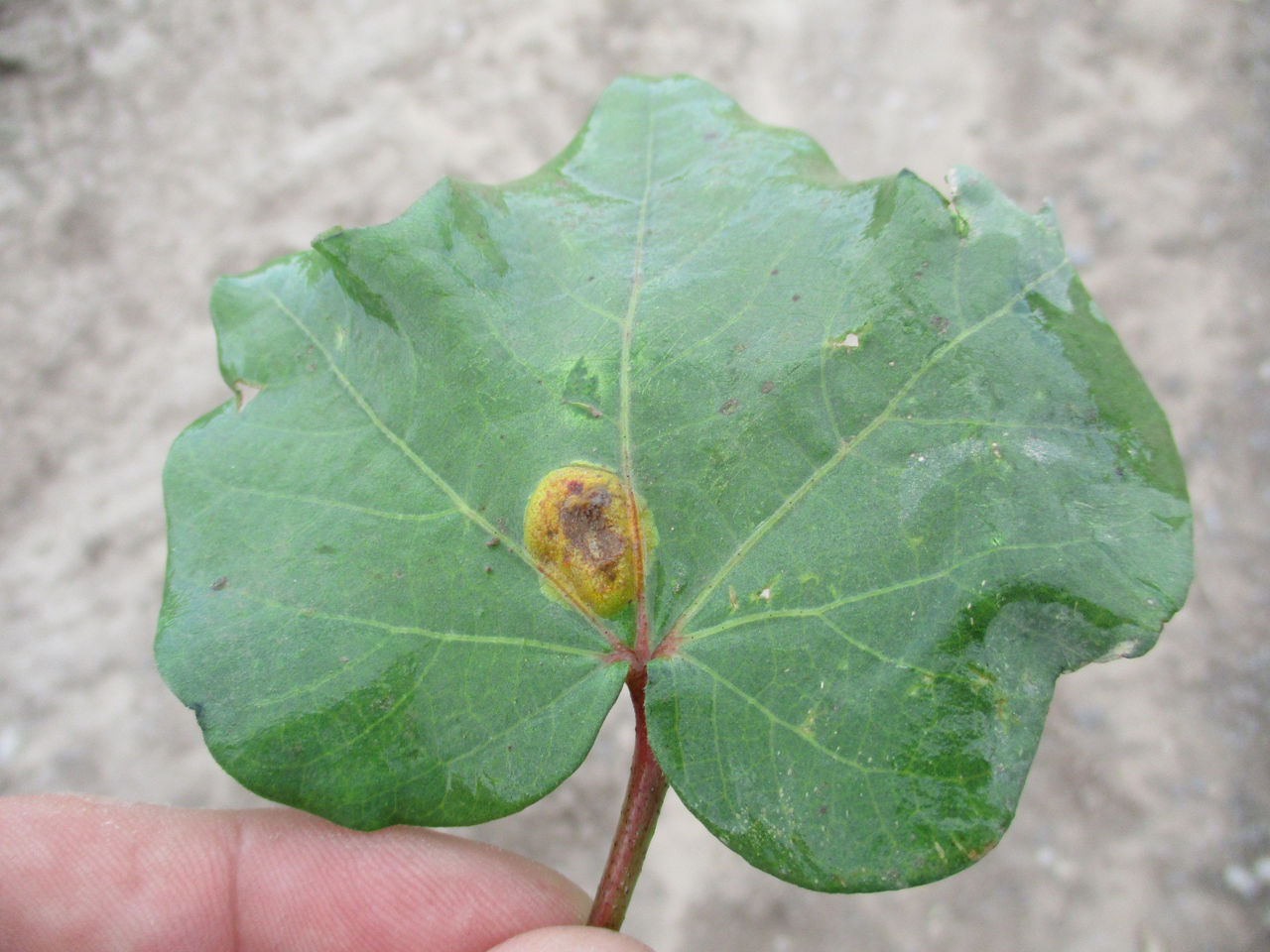 Southwestern cotton rust lesion on cotton leaf.