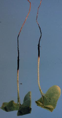 Figure 4. Symptoms caused by Thielaviopsis basicola. Photo courtesy of Thomas Isakeit, Texas A&M University.