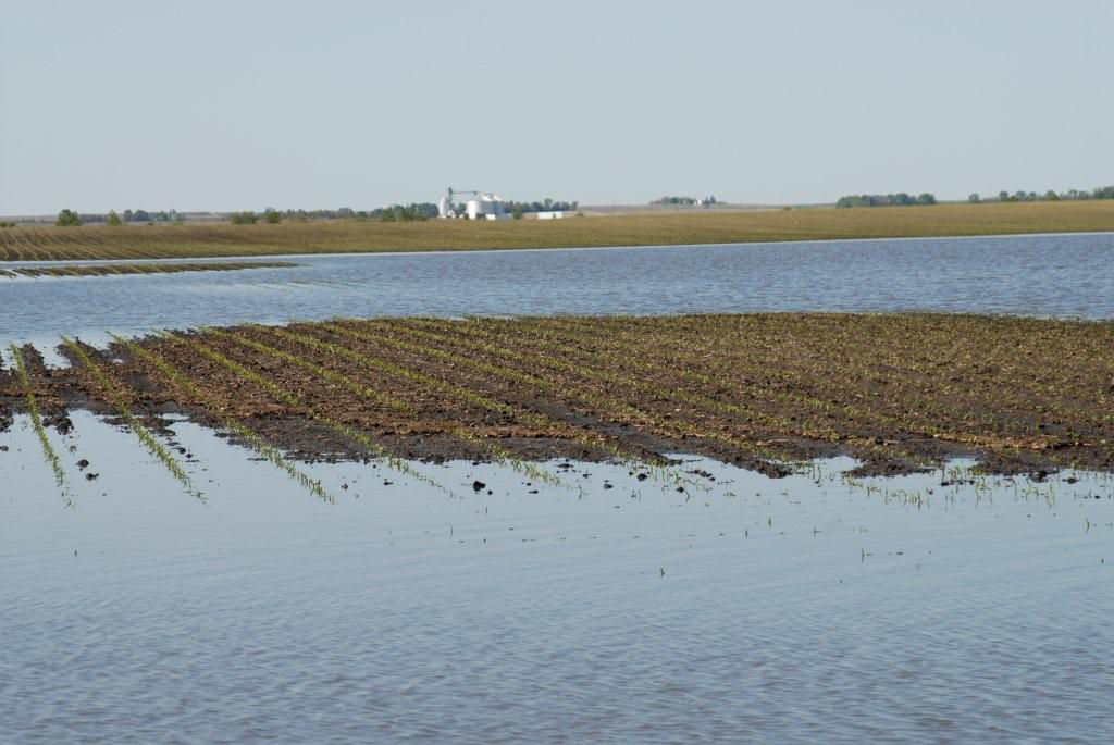 Figure 5. Flooding can cause seedlings to die from oxygen depletion.