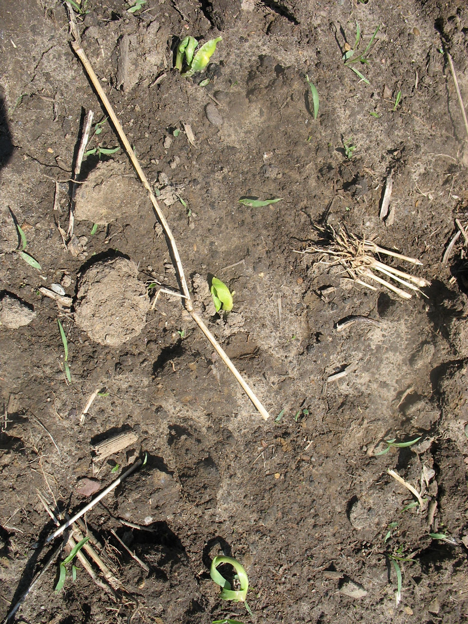 Figure 4. Seedlings leafing out prematurely because of soil crusting. 