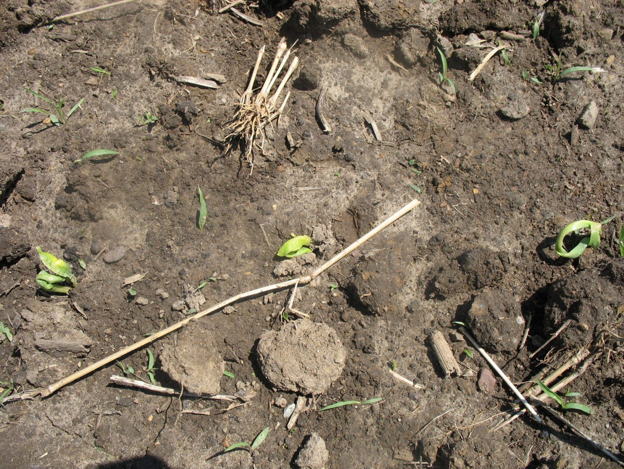 Corn leaves trapped by crusted soil. 