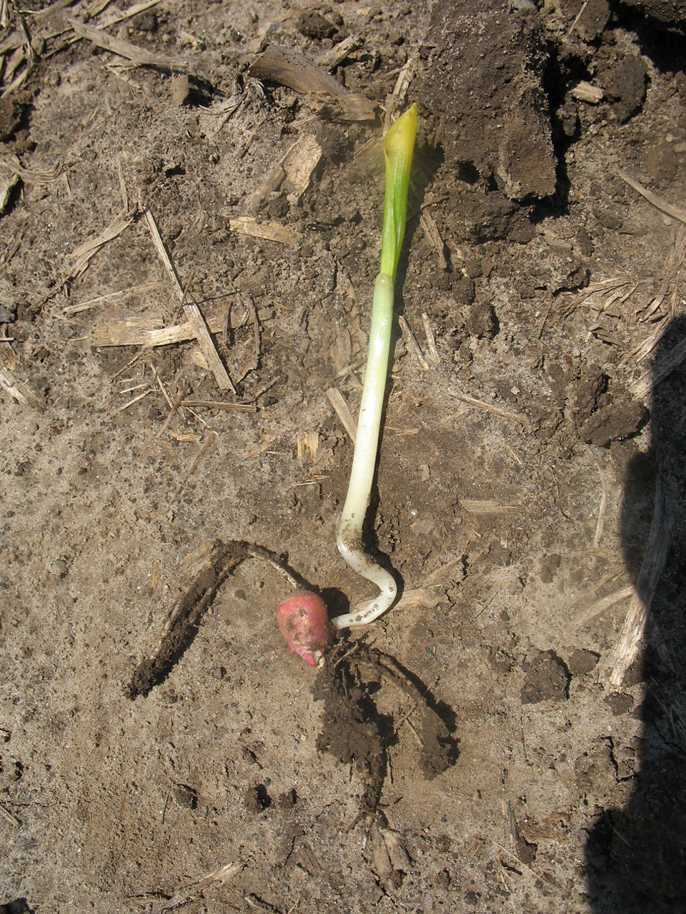 Soil Crusting - Mesocotyl Compromised Due to Soil Crusting 3