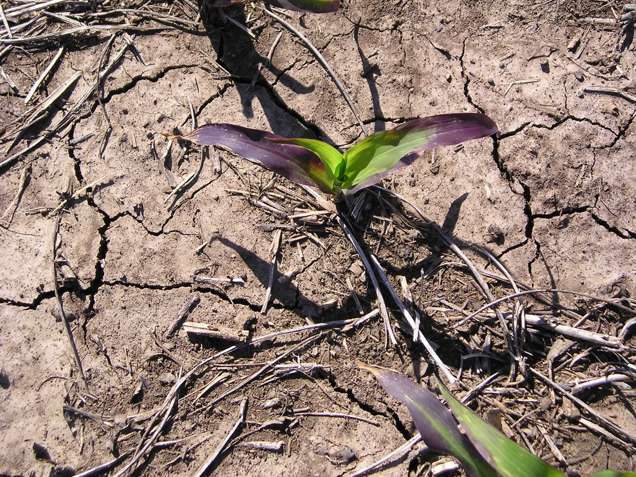 Figure 1. Stunted, purple corn due to phosphorus deficiency is a common symptom of corn with fallow syndrome.