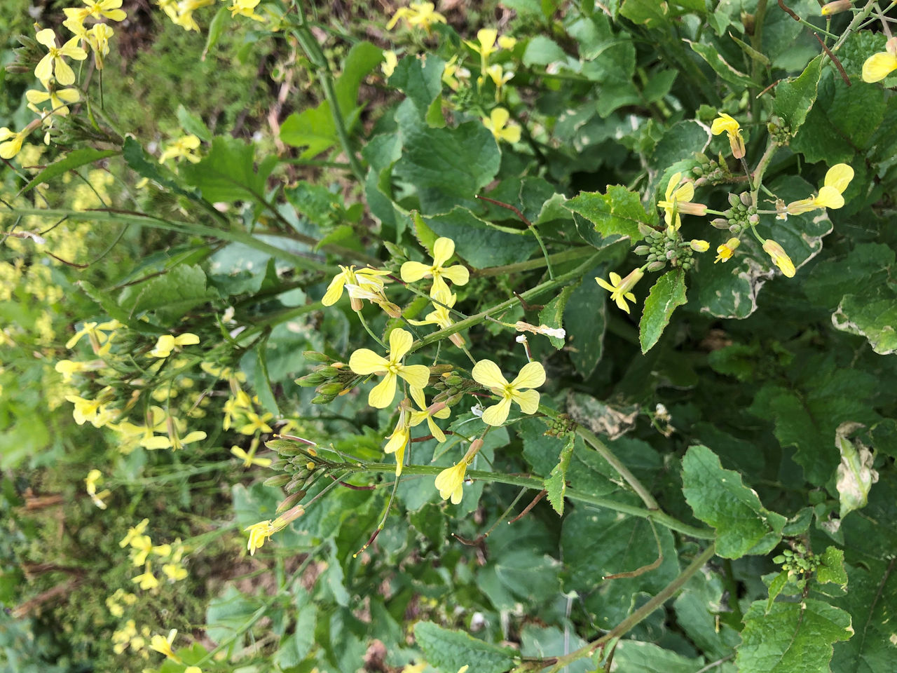 Flowering wild mustard.