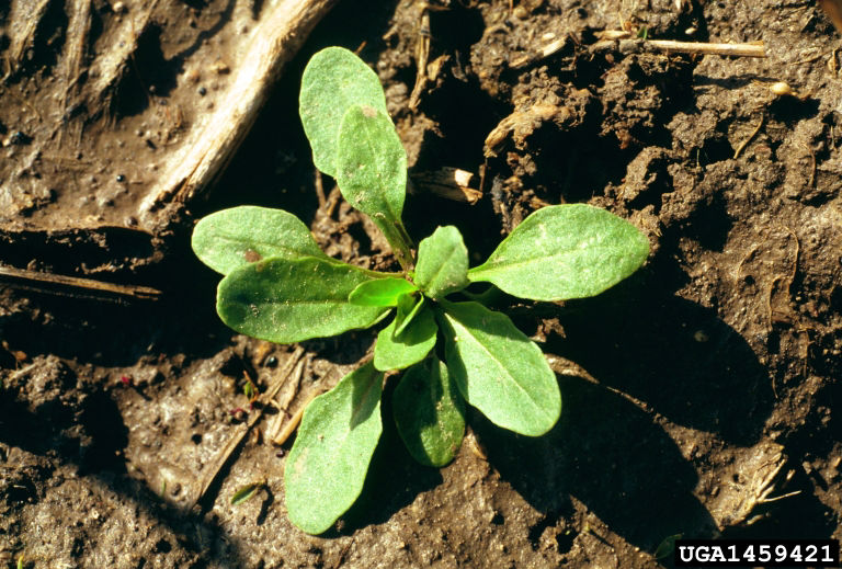 Field pennycress rosette