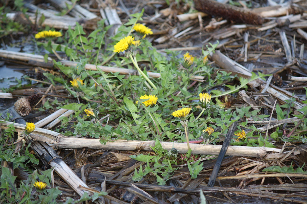 Dandelion Group Flowering 