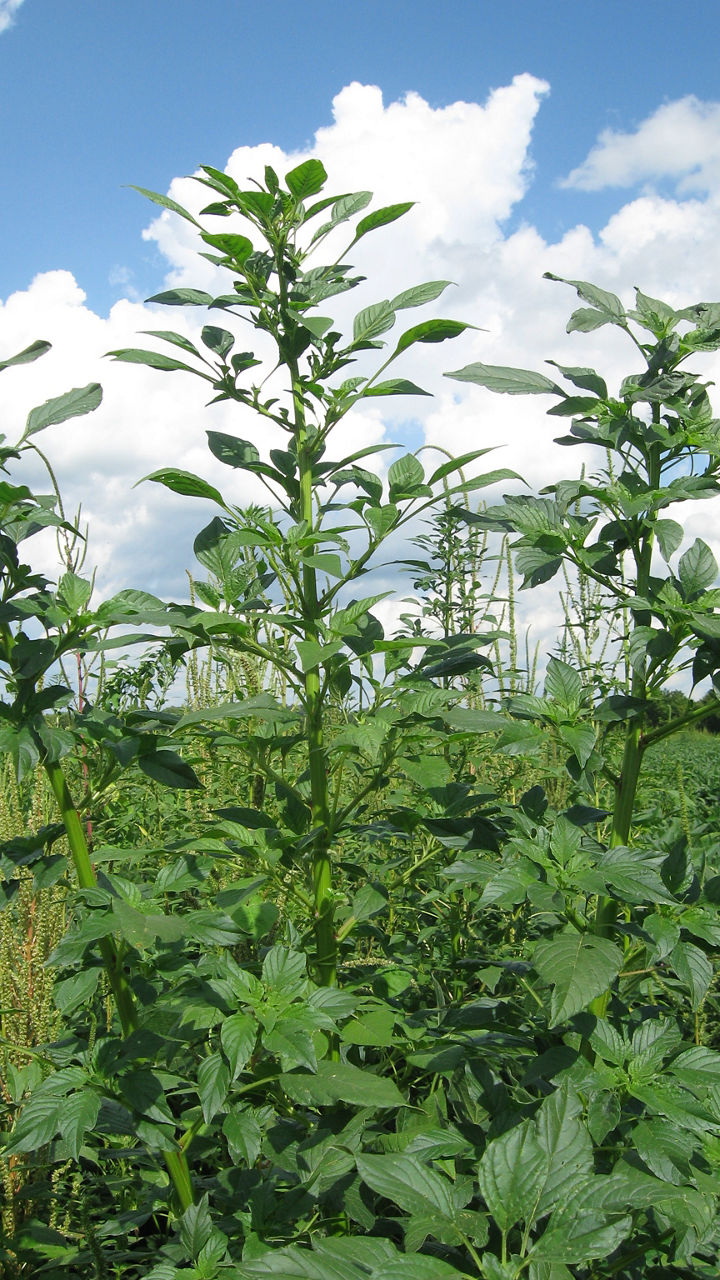 Figure. 1 Palmer Amaranth