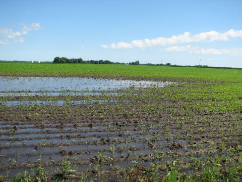 Figure 1. Submerged soybean plants.