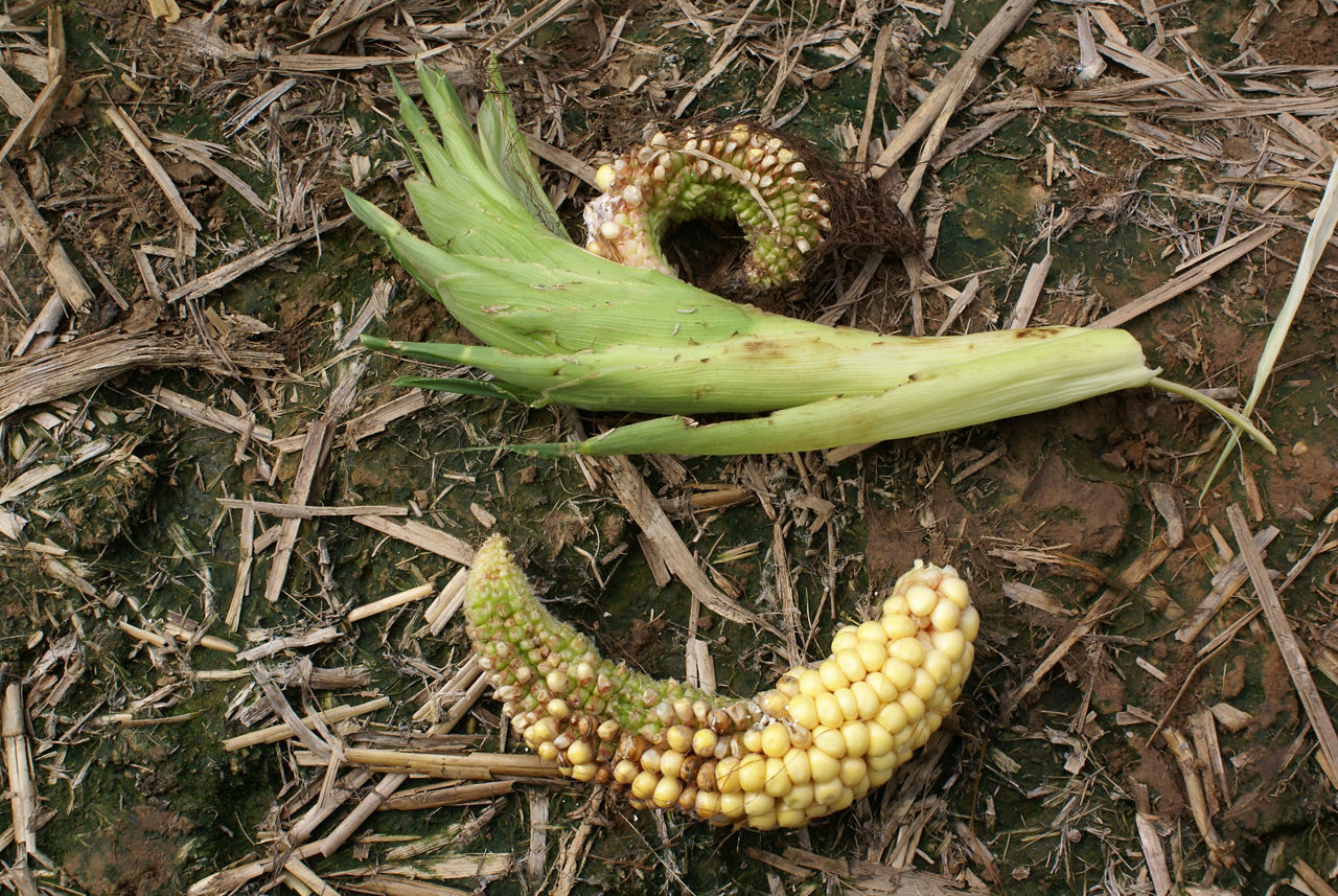 Figure 15. Curved ears caused by the injection of toxins by stink bugs on immature ears. 