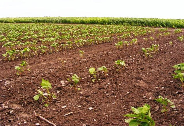 A cotton field with skips in the row.