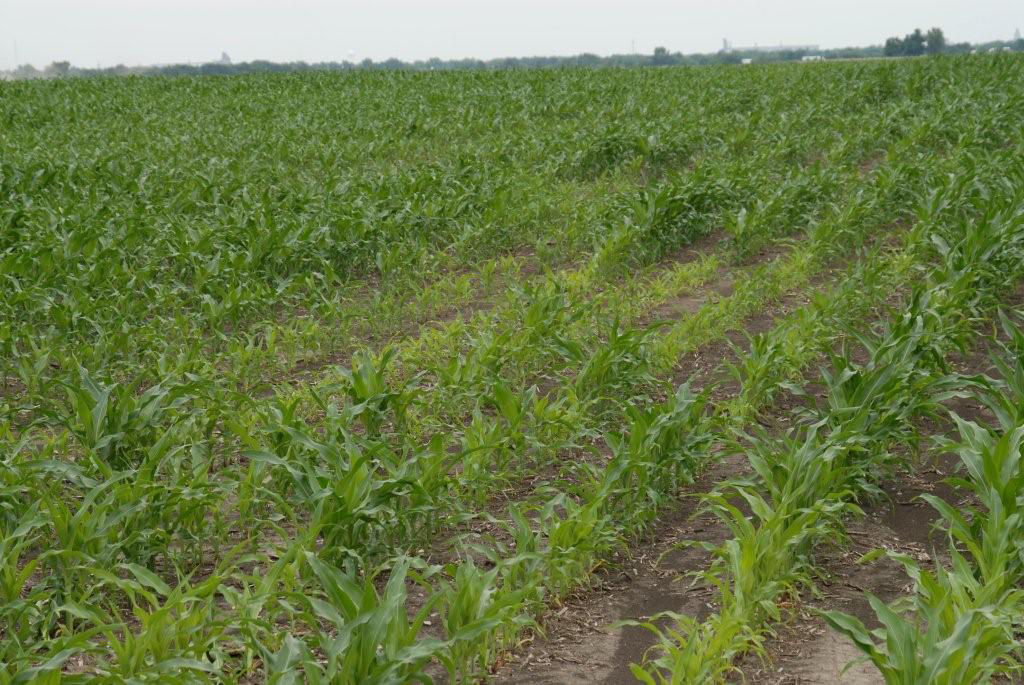 Figure 4. Smaller plants showing nitrogen deficiency symptoms.