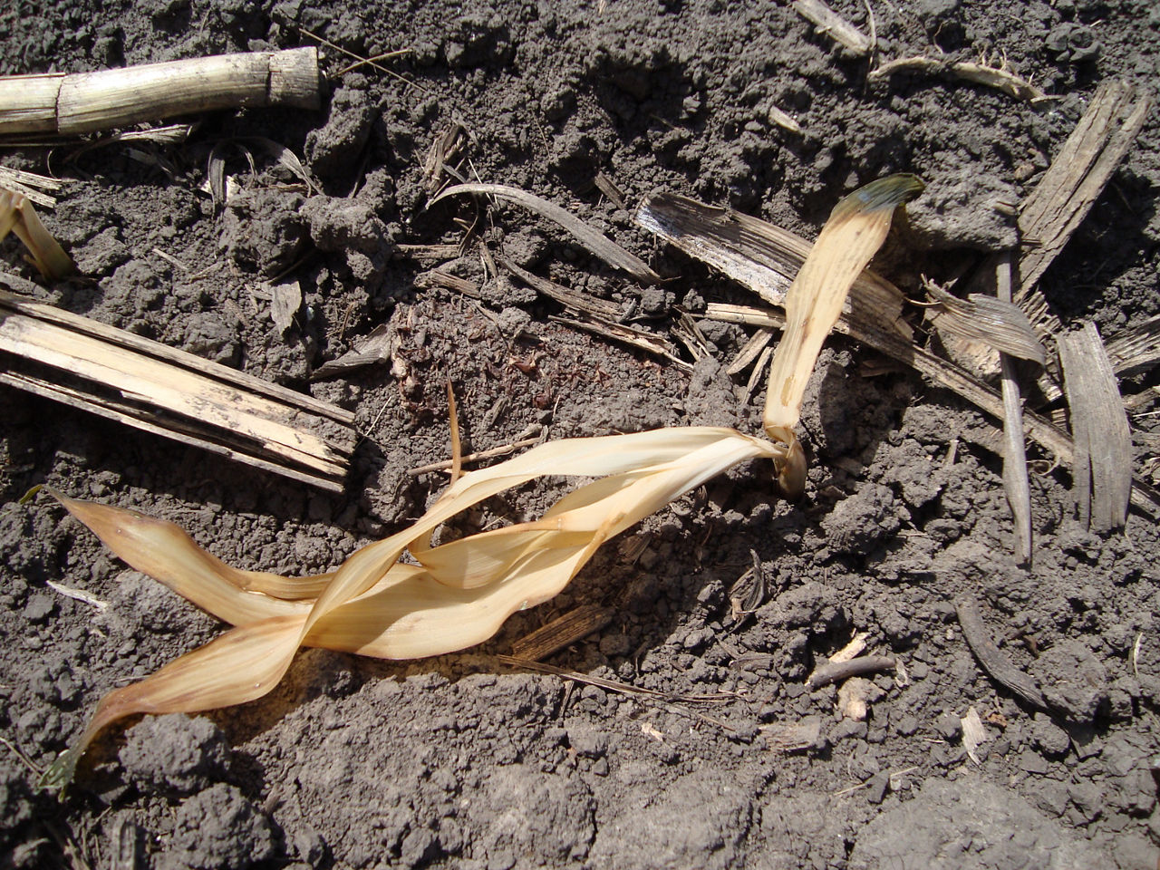 Figure 5. Brown leaves resulting from a foliar killing frost.