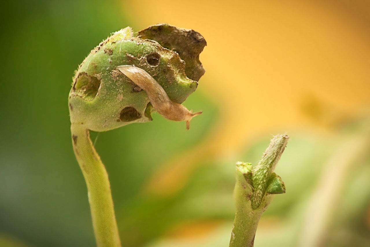 Figure 1. Gray garden slug attacking soybean. Nick Sloff, Pennsylvania State University. (Permission email on one drive) 