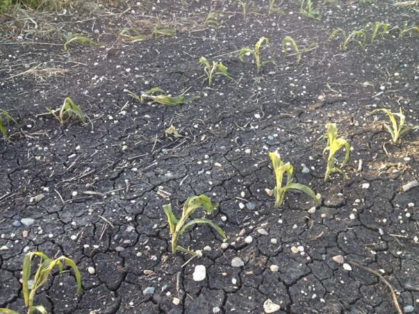 Corn Injury - Frost Young Plants in Field image