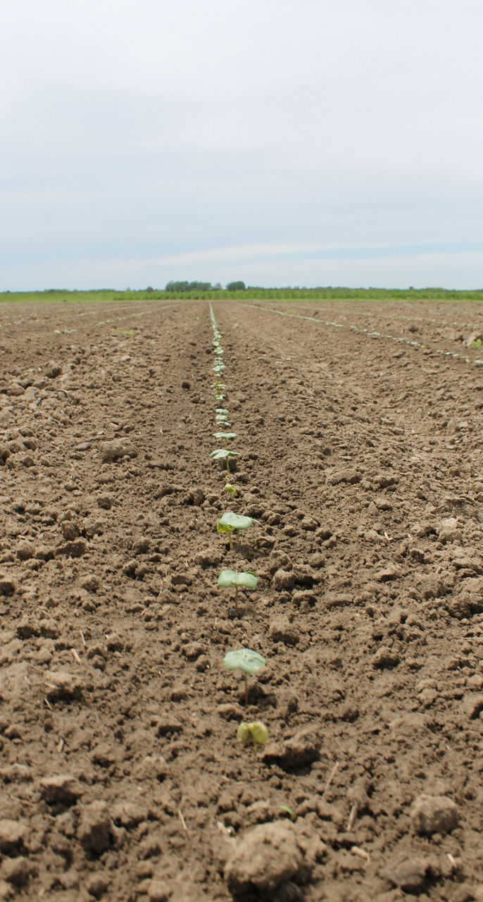 Crop Production :: Fibre :: Cotton :: Irrigated Cotton