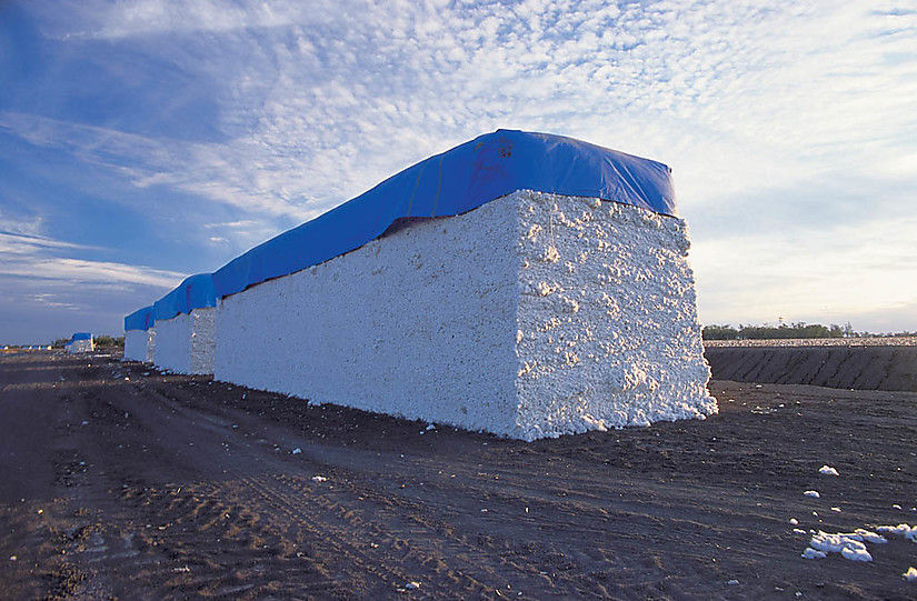 Maximizing Fiber Quality in Cotton Crop Science US