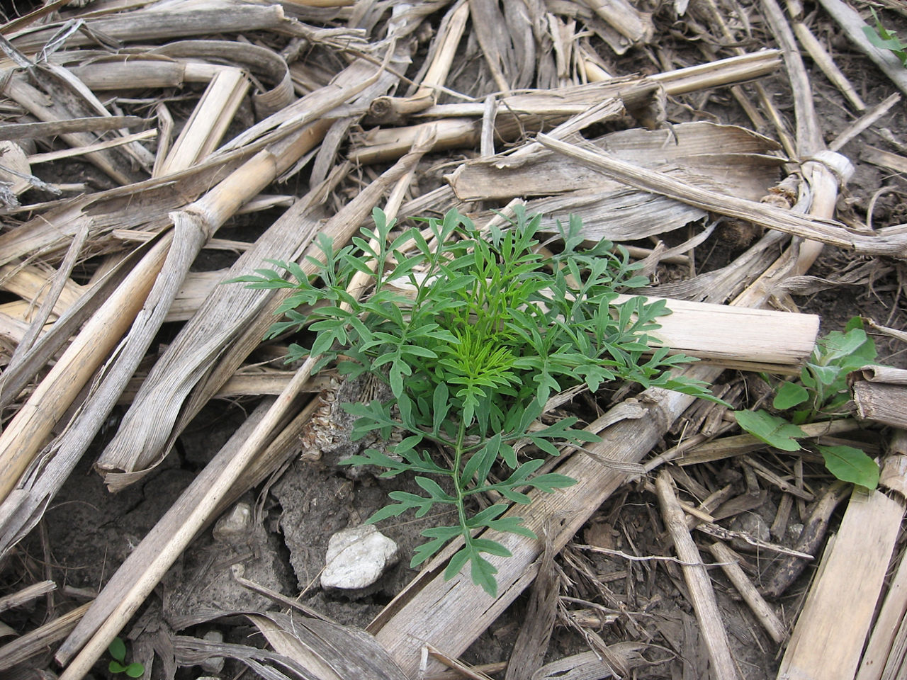 Common ragweed in early growth stage