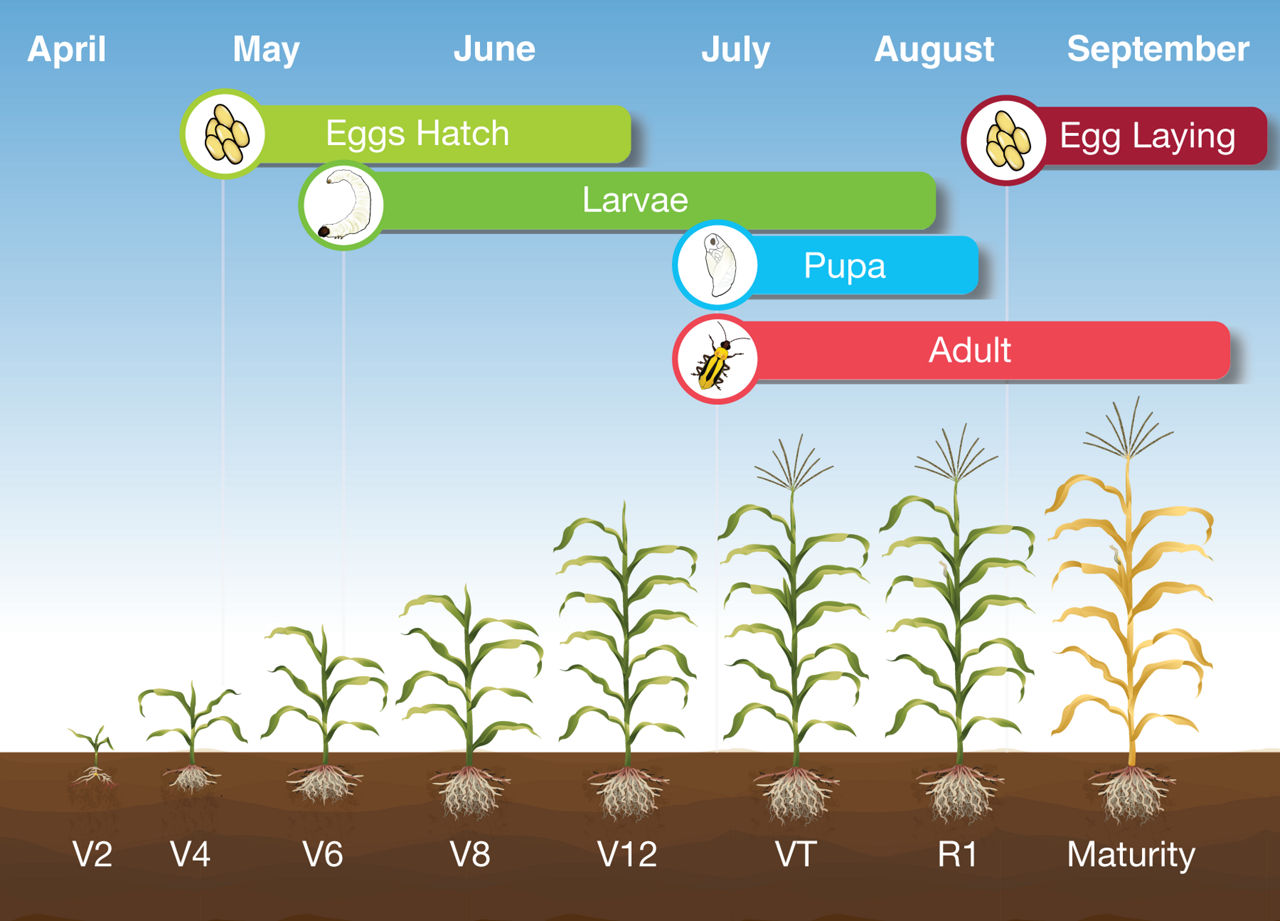 Corn rootworm Lifecycle Info graphic