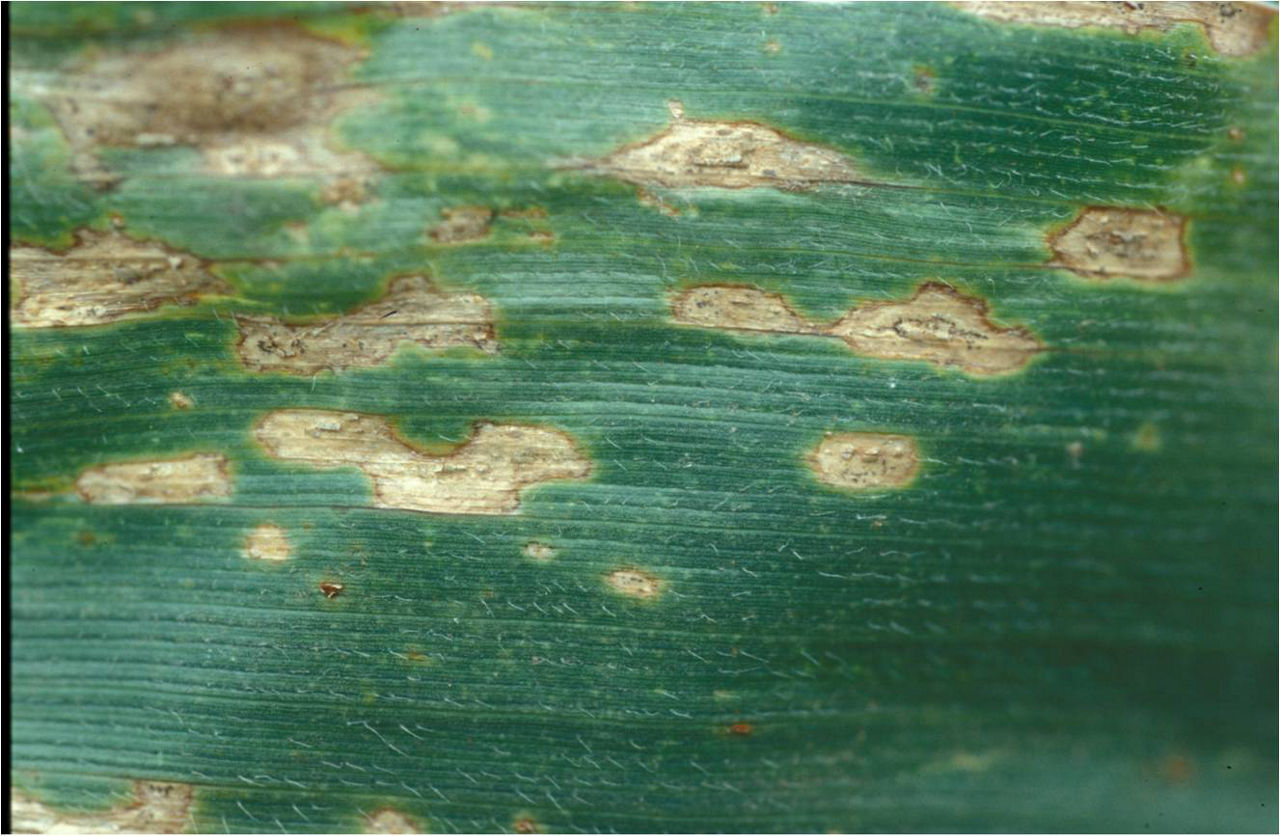 Anthracnose leaf blight with setae in lesions.