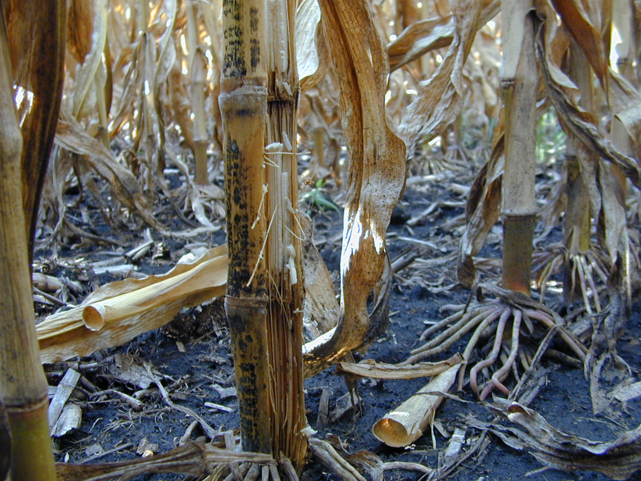 Symptoms of Anthracnose stalk rot phase include shiny black blotches streaked on the stalk surface. Internal stalk tissue may become black and soft, starting at the first and/or second node.