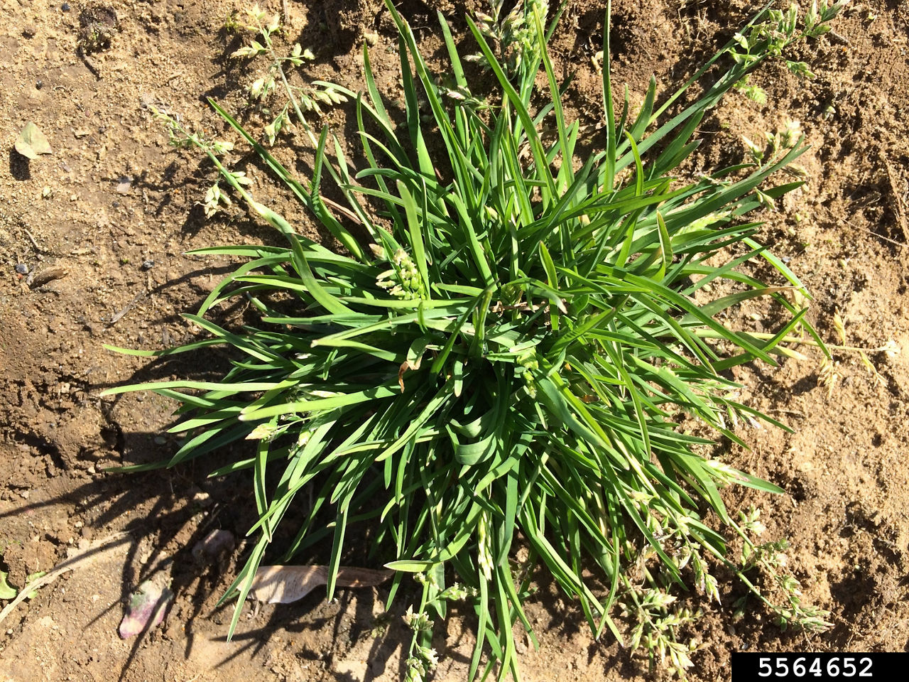 Annual bluegrass  (Poa annua)