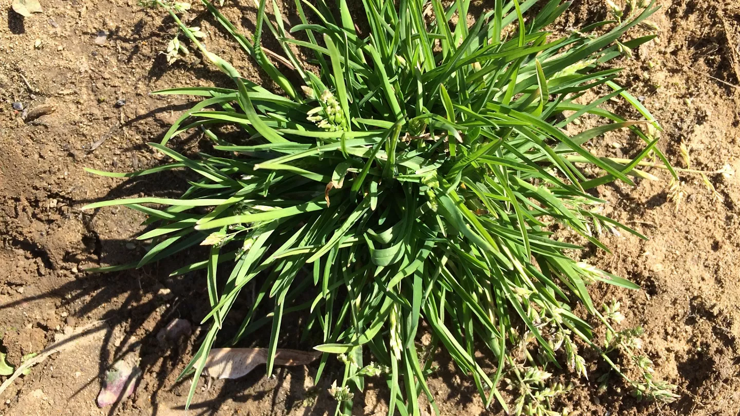 The Weeds on Your Farm  