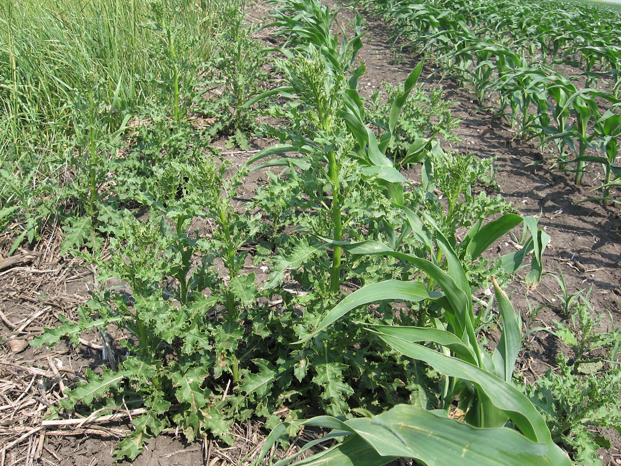 Weed - Canada Thistle in Field