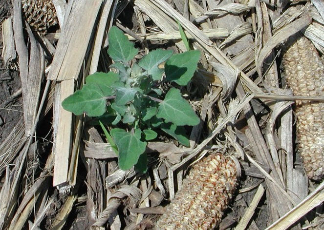 Common lambsquarters plant