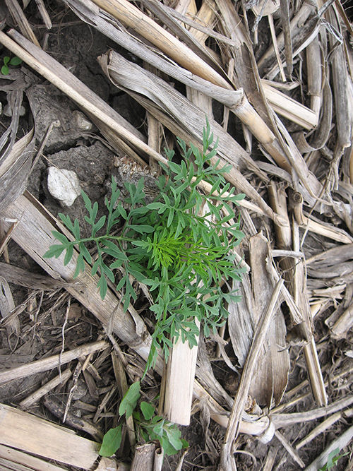 Young common ragweed plant.