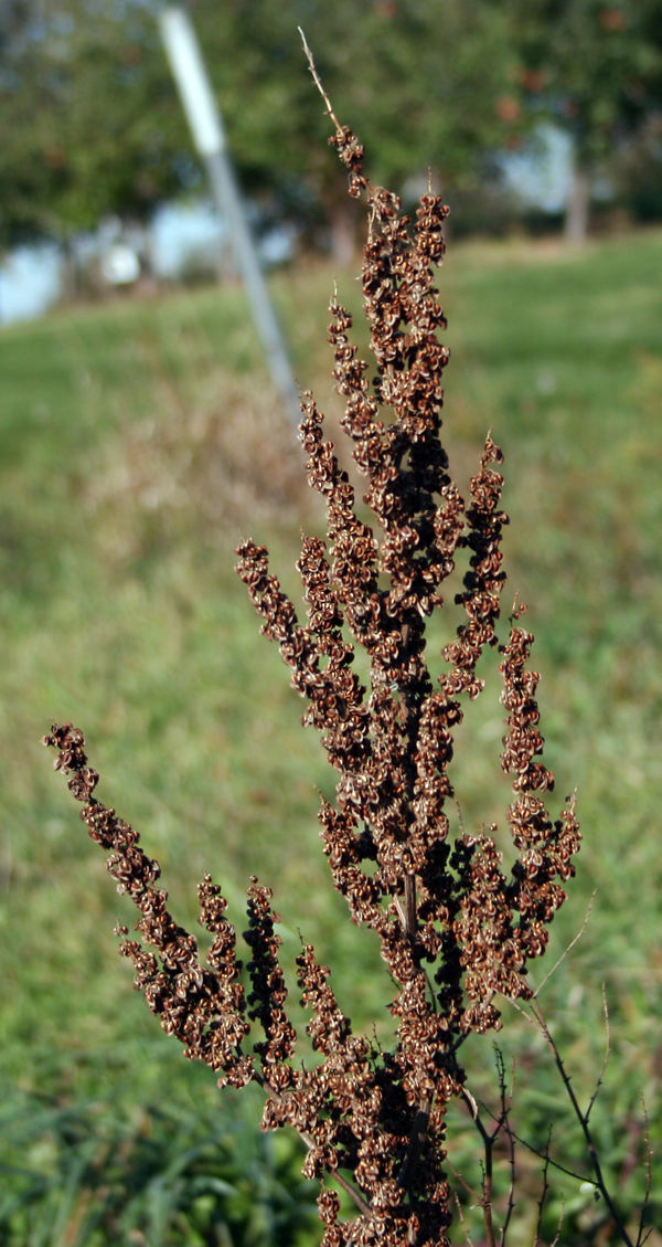 Curly dock seedhead. Photo courtesy of Steven Gower. 