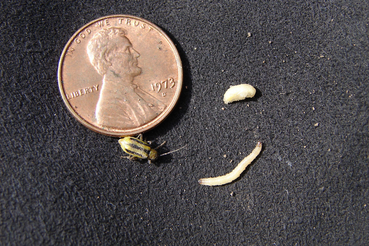 Identifying Corn Rootworm Egg Hatch | Crop Science US