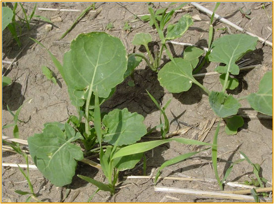 Canola approaching the four-leaf growth stage. Control volunteer canola before it reaches this growth stage. 